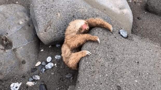 Пара нашла среди камней на пляже странное существо. Пушистый малыш так кричал, что они не смогли пройти мимо