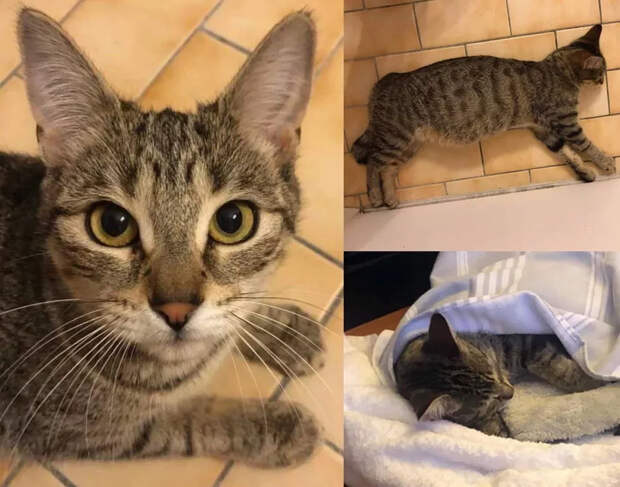 Без кота и жизнь не та