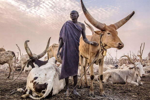Уникальное племя Динка: они дают себе имена быков и используют коз вместо воды