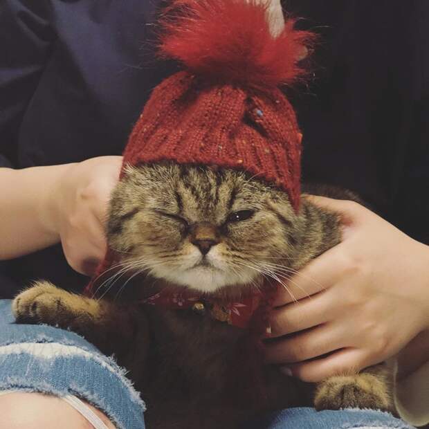 Котейки, знающие толк в моде на милые шапочки Котейки, знающие толк в моде на милые шапочки