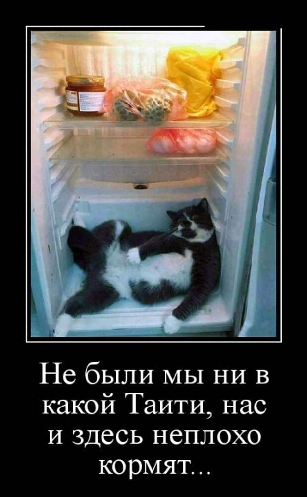 Веселые и позитивные демотиваторы для настроения (11 фото)