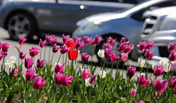 В Тюмени на этой неделе потеплеет до + 23