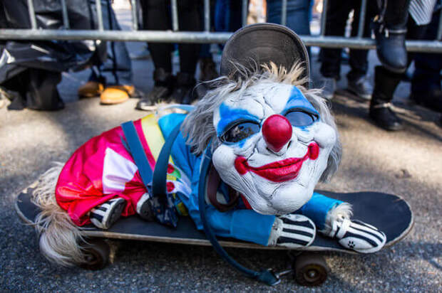 Самые яркие персонажи ежегодного костюмированного парада собак на Хэллоуин в Нью-Йорке