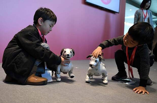 Почему в Японии популярны собаки-роботы в мире. люди, животные, роботы, собака, япония
