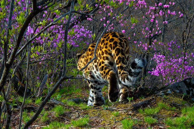 Грациозную самку леопарда запечатлели в России с цветками рододендрона