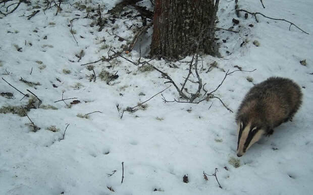 В Окском заповеднике после зимней спячки проснулись барсуки