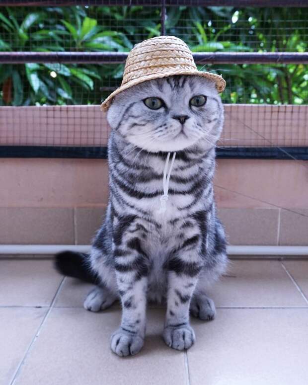 Котейки, знающие толк в моде на милые шапочки Котейки, знающие толк в моде на милые шапочки