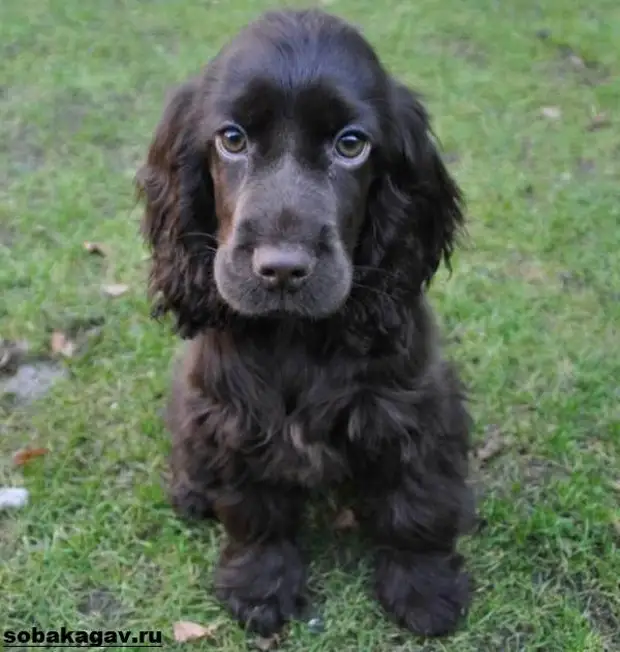 Русский кокер спаниель собака. Описание, уход и цена русского кокер спаниеля