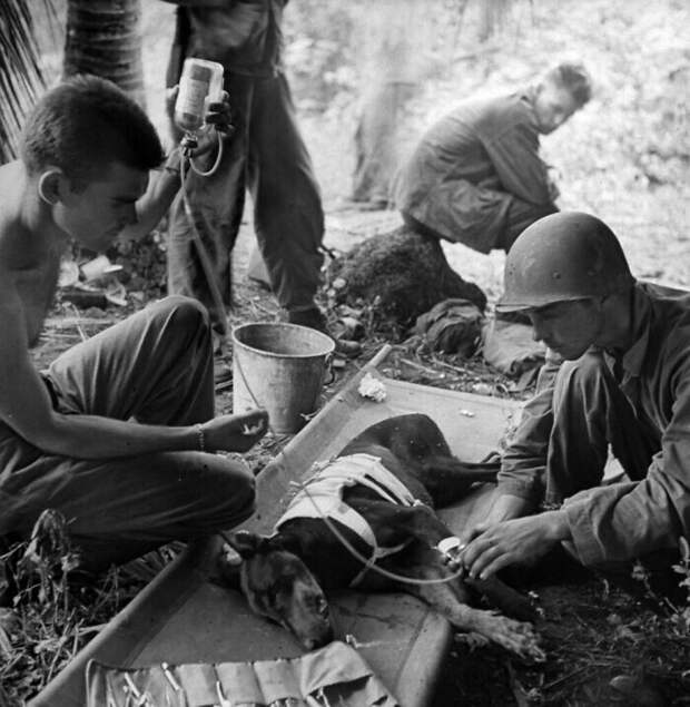 15. Американские войска лечат раненую собаку на полуострове Ороте. 1944 год, автор У. Юджин Смит 15. Американские войска лечат раненую собаку на полуострове Ороте. 1944 год, автор У. Юджин Смит