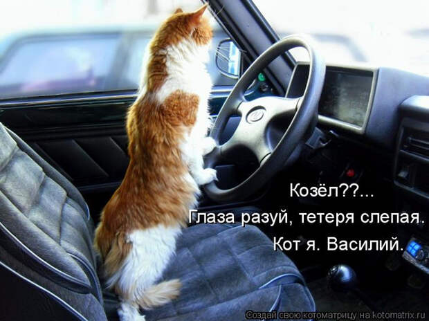 kotomatritsa_f (700x524, 344Kb)