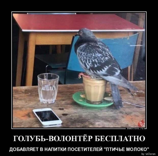 1591339561_demki-17.jpg