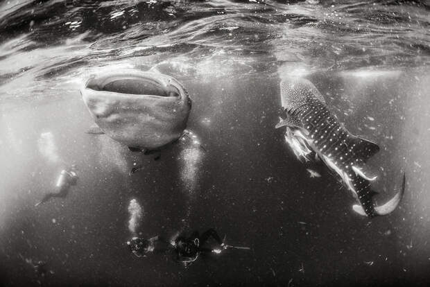 Подводное царство духозахватые чёрно-белые фотографии жизни под водой 44