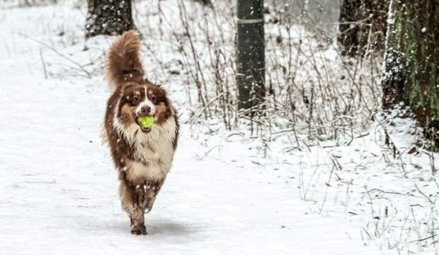 Президент РКФ Голубев рассказал, как организовать безопасные прогулки с собакой на новогодних каникулах