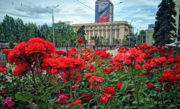 Донецк называли - "Город миллиона роз". Фото Яндекс.Картинки. 