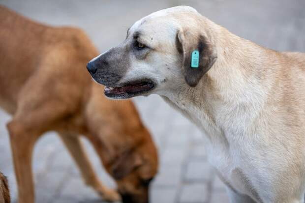 В Пермском университете разработали первую в России программу для диагностики заболеваний собак