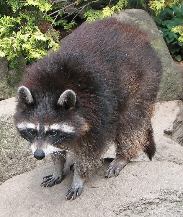 https://upload.wikimedia.org/wikipedia/commons/a/a3/Raccoon_%28Procyon_lotor%29_1.jpg