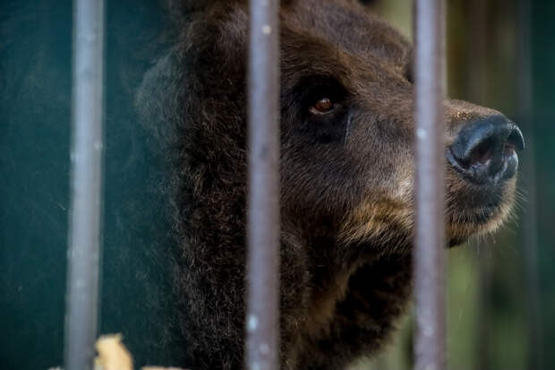 В одном из заповедников Прикамья турист встретился с медведем