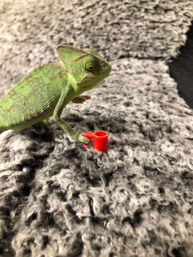 хамелеон
