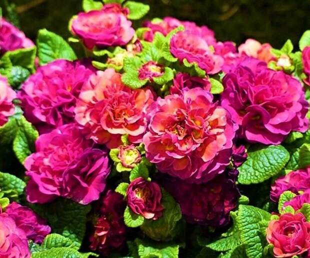 Неприхотливые цветы, похожие на махровые розы, от которых глаз не оторвать! Морозостойкие, теневыносливые и обильноцветущие