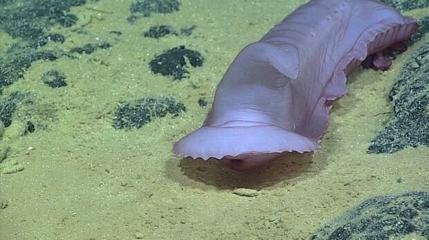 Длина туловища этого морского огурца составляет примерно 40 сантиметров. Тихого океана, снимки