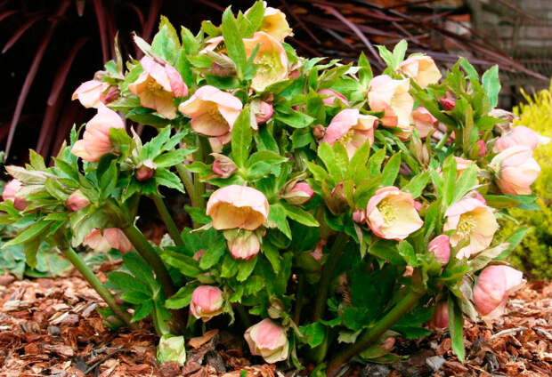 Многолетний садовый цветок Морозник (Helleborus)