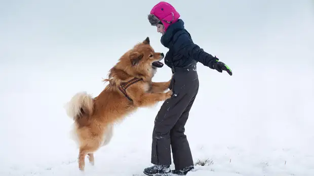 Настырный пес: 7 советов, которые помогут отучить собаку запрыгивать на людей