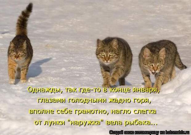 Лучшие котоматрицы недели (50 фото)