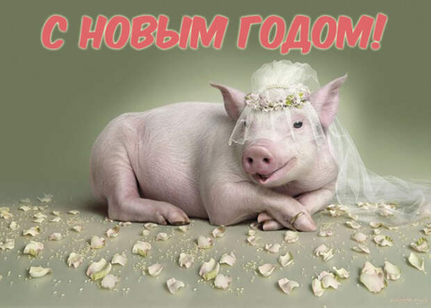 прикольные открытки +с новым 2019 годом свиньи бесплатно 