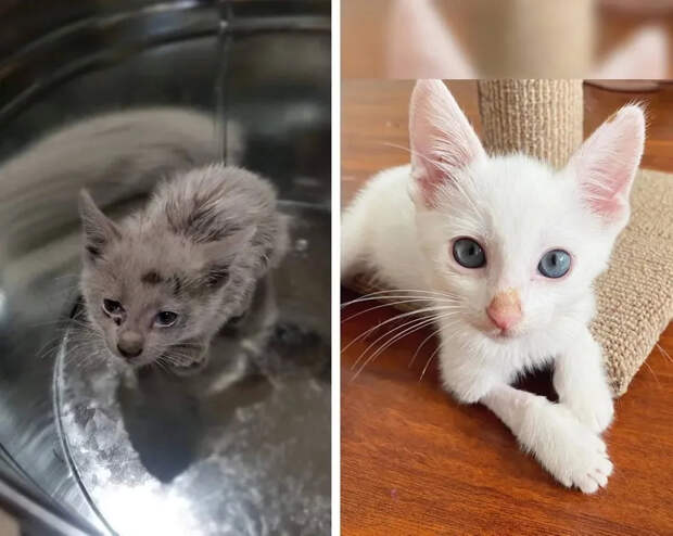 Без кота и жизнь не та
