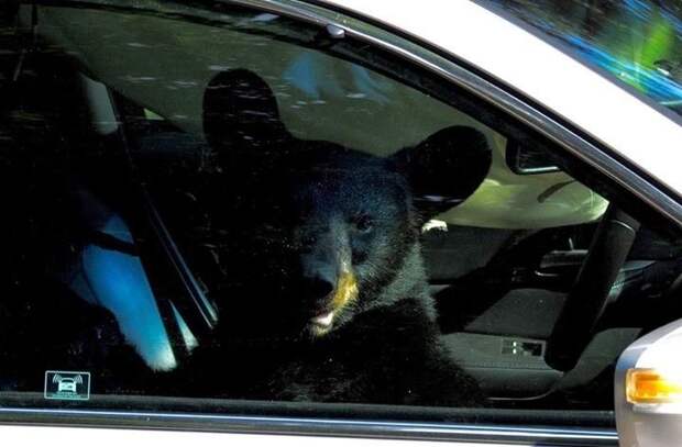Медведь-барибал устроил ад в запертом автомобиле авто, барибал, животные, машина, медведь, расходы, страховка