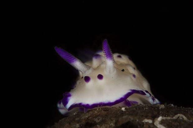 Dandys in the frame - photo of marine mollusks