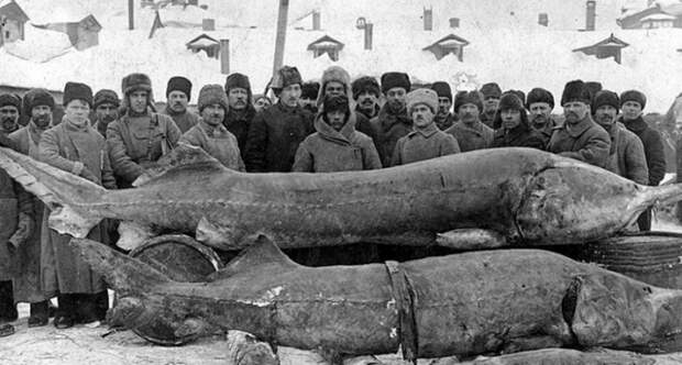 4 метра в длину: куда исчезла белуга — самая большая речная рыба на планете 