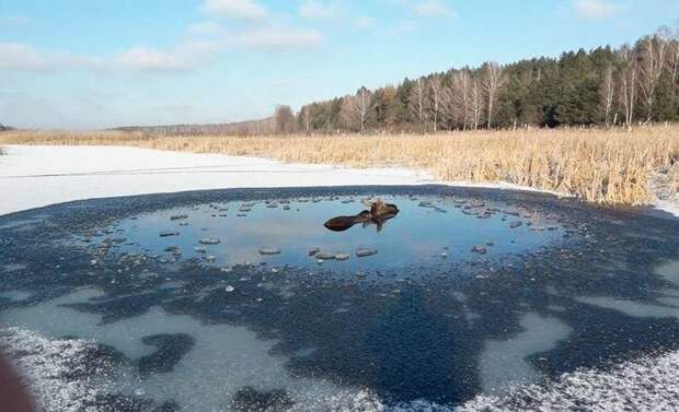 В Беларуси милиционеры с бревном и лопатой спасли застрявшего в полынье лося беларусы, животные, лось, спасение