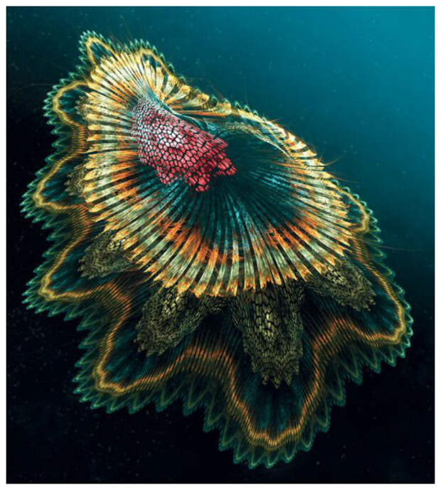 Испанский танцор (Hexabranchus Sanguineus). Самый большой из голожаберников марианская впадина, океан, фауна, чудовища