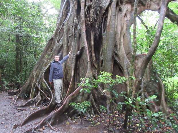 Дерево с гигантскими корнями джунгли, дикие животные, животные, интересно, неизведанное, природа, фото, южная америка