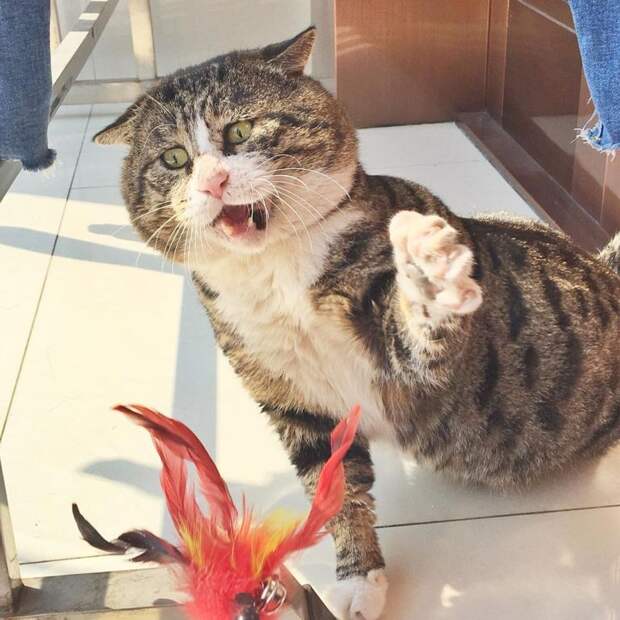 19 фото котика, эмоции которого вмиг избавляют от плохого настроения