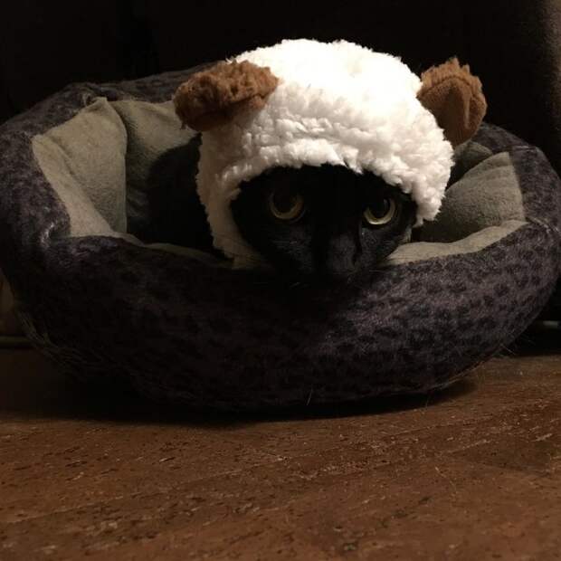 Котейки, знающие толк в моде на милые шапочки Котейки, знающие толк в моде на милые шапочки