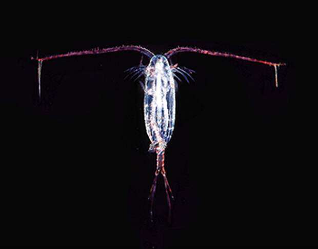 a photo of a copepod in dark water