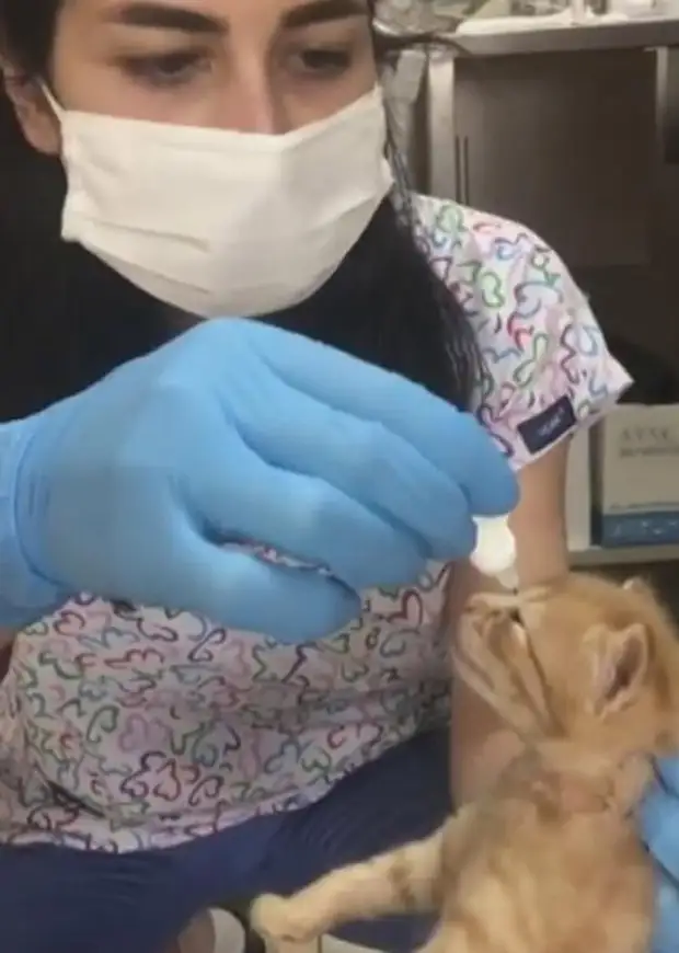 Кошка сама принесла котенка в больницу, чтобы его вылечили