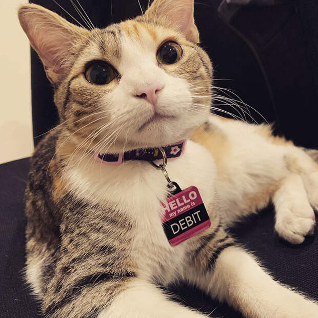 коты живут в офисе кот на столе
