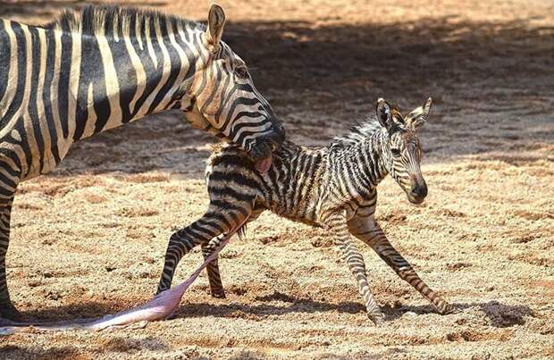 Работники зоопарка спасли от утопления новорожденную зебру, которая свалилась в водоём в мире, видео, добро, животные, зебра, люди, спасение