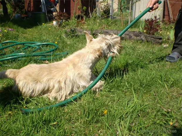 собака собирается. собака на даче летом. собака дача видео. собачка на даче. выгульник для собак на даче.