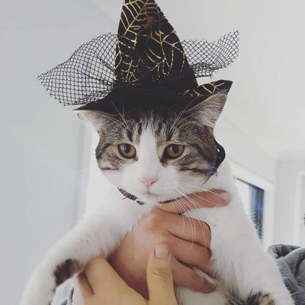 Котейки, знающие толк в моде на милые шапочки Котейки, знающие толк в моде на милые шапочки