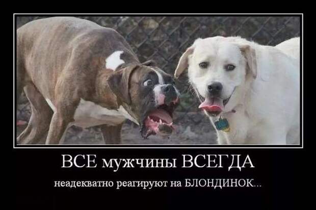 Неадекватный юмор из социальных сетей. Подборка chert-poberi-umor-chert-poberi-umor-00020919052020-15 картинка chert-poberi-umor-00020919052020-15