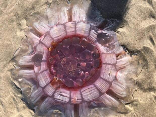 В Новой Зеландии на пляже нашли гигантскую медузу, которая выглядела как пришелец в мире, волосистая цианея, животные, медуза, находка, новая зеландия, пляж