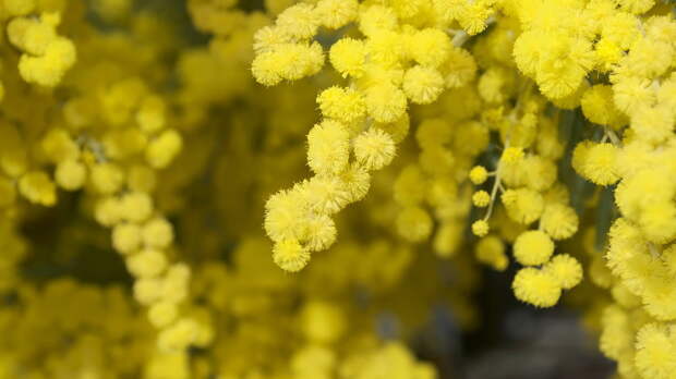 Врач Устинова назвала мимозу опасной для людей с аллергией