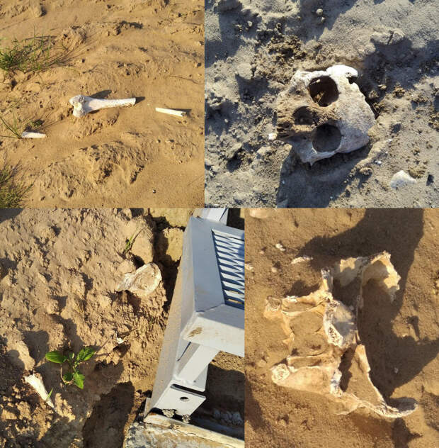 В начале июля при проведении очередного мониторинга на месте возведения лестницы к часовне археологи института зафиксировали множество человеческих костей и черепов