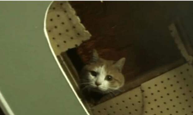 Люди сумели спасти кота, более 2-лет прожившего внутри стены торгового центра