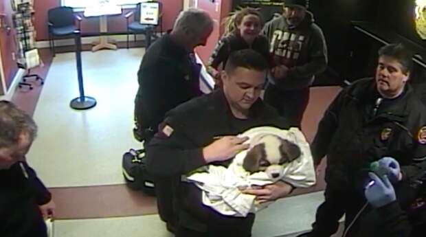 Драматическое спасение щенка, снятое камерой в полицейском участке в мире, животные, люди, собака, спасение, щенок
