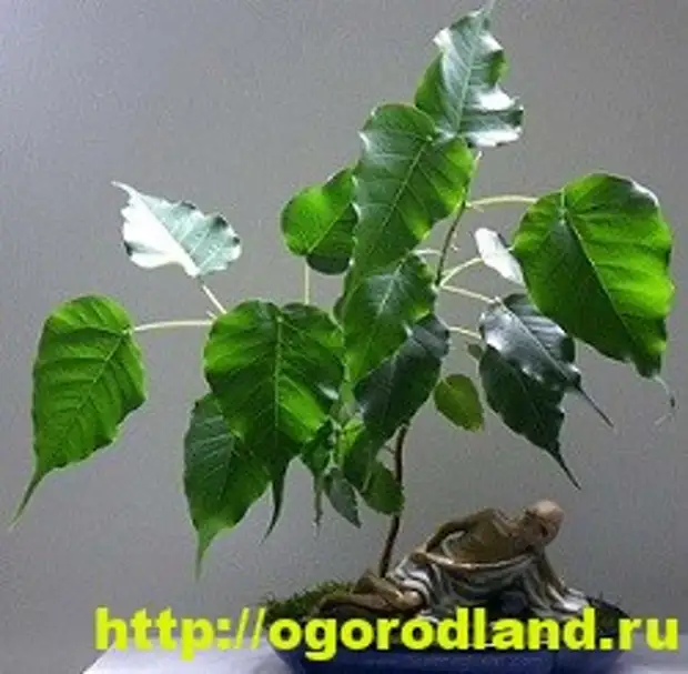 Фикусы и их разновидности. Выращивание и уход за фикусами - Огород, сад ...